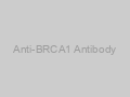 Anti-BRCA1 Antibody